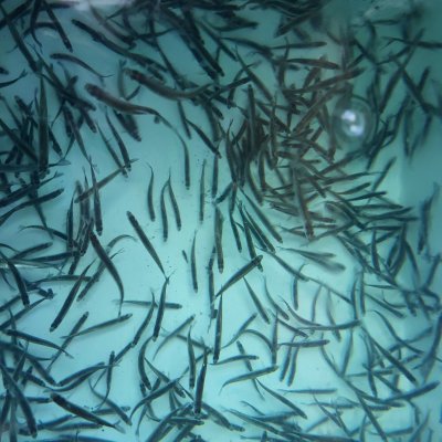 Photo of Bigwood Bait
