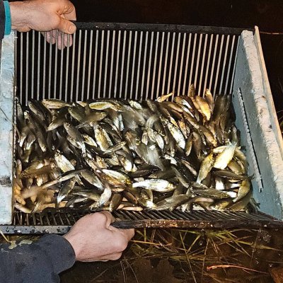 Photo of Golden Bait